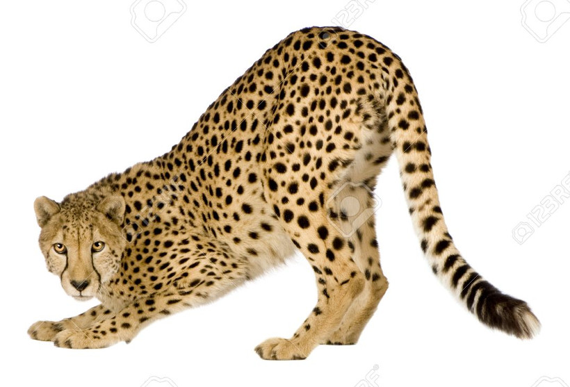 wildNET cheetah server